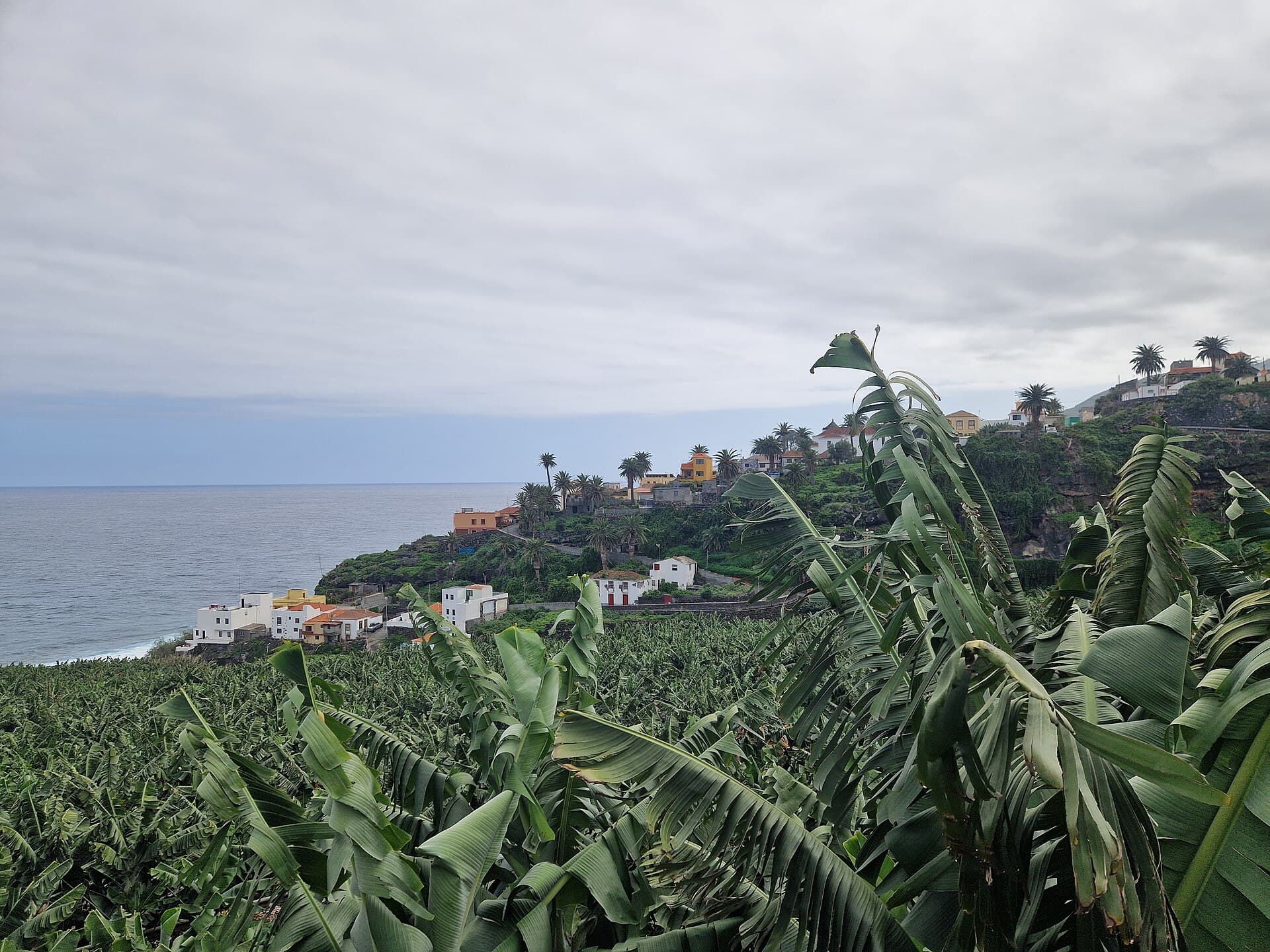 Plantación de plataneras canarias con el mar al fondo