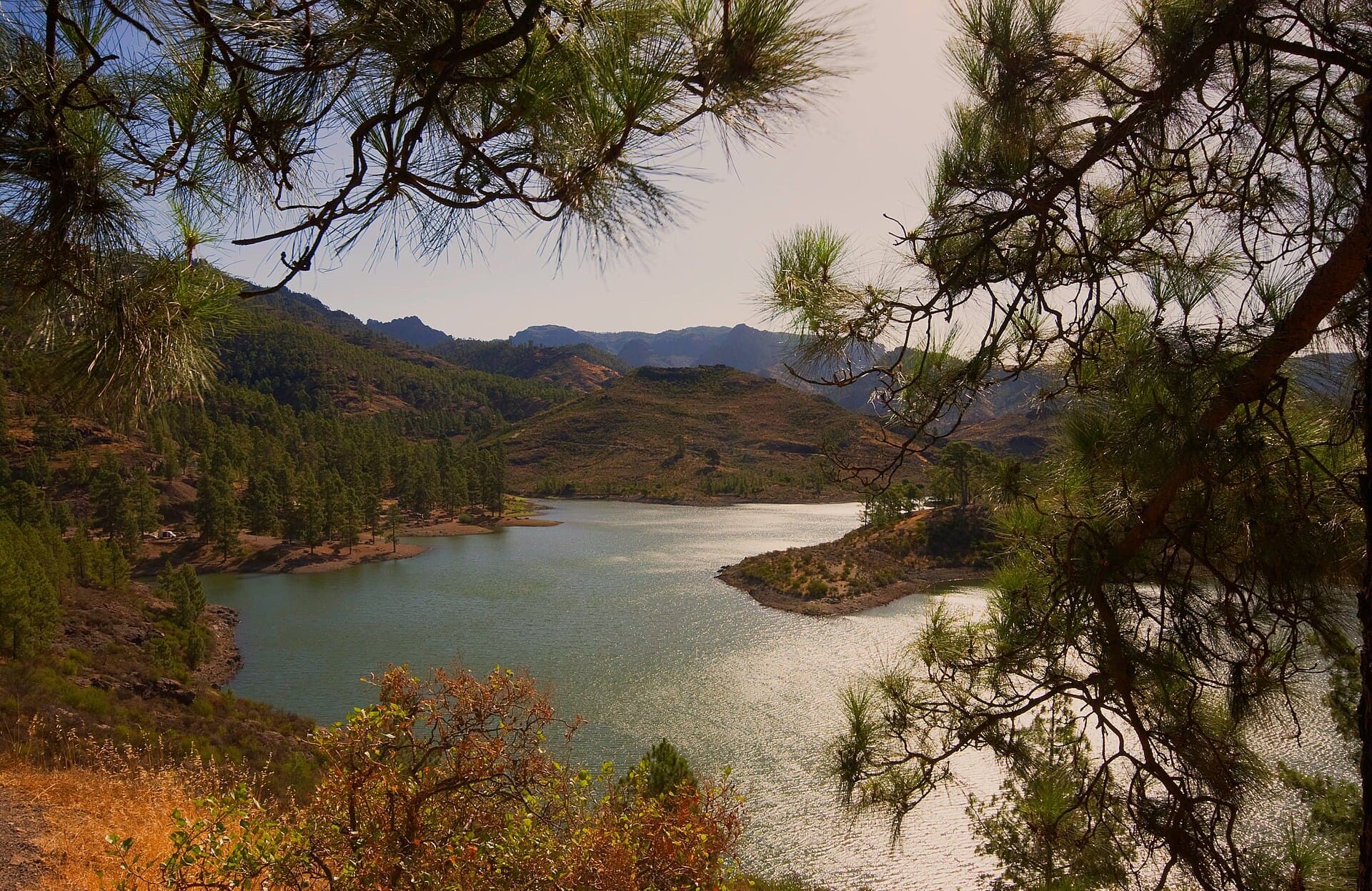 Embalse de agua entre pinares en Gran Canaria